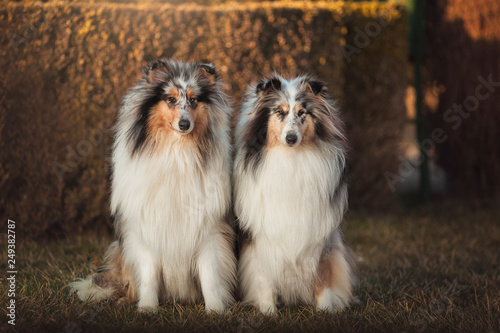 Two Collie dogs sitting in an autumn meadow at sunset