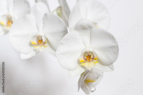 Orchid as a gift for your beloved. White Phalaenopsis.