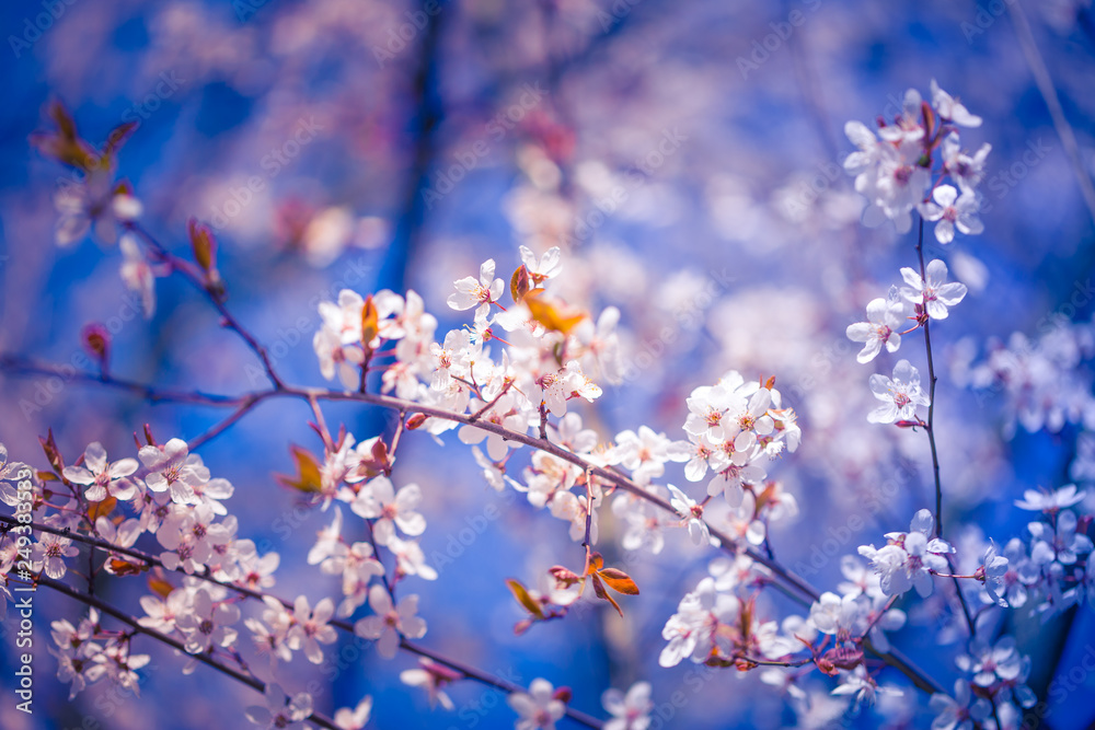 Artistic spring nature background, flower on soft blue sky, bright na Artistic spring nature background, flower on soft blue sky, bright na