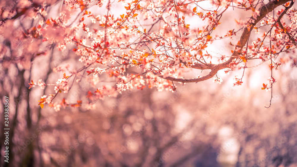 Nature background of beautiful tree pink flower in spring. Serenity and peaceful nature vintage pastel color filter