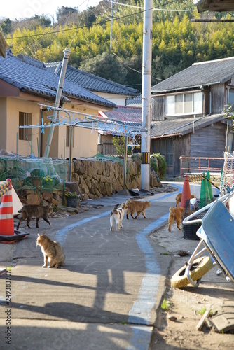 Cats of aosima in Ozu City, Ehime Prefecture, Japan
