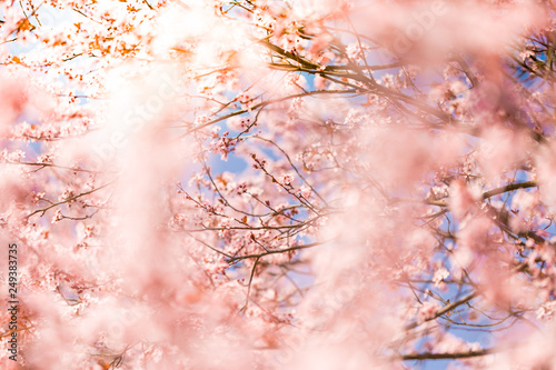 Blossoming cherry trees in spring sun beams and blue sky. Spring Background