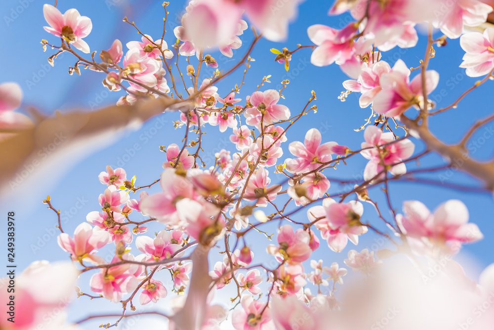 Bright sky background with blooming magnolias. Spring garden. Beautiful spring flowers, bright nature view