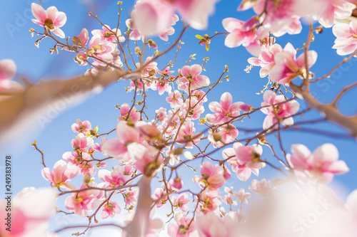 Bright sky background with blooming magnolias. Spring garden. Beautiful spring flowers  bright nature view