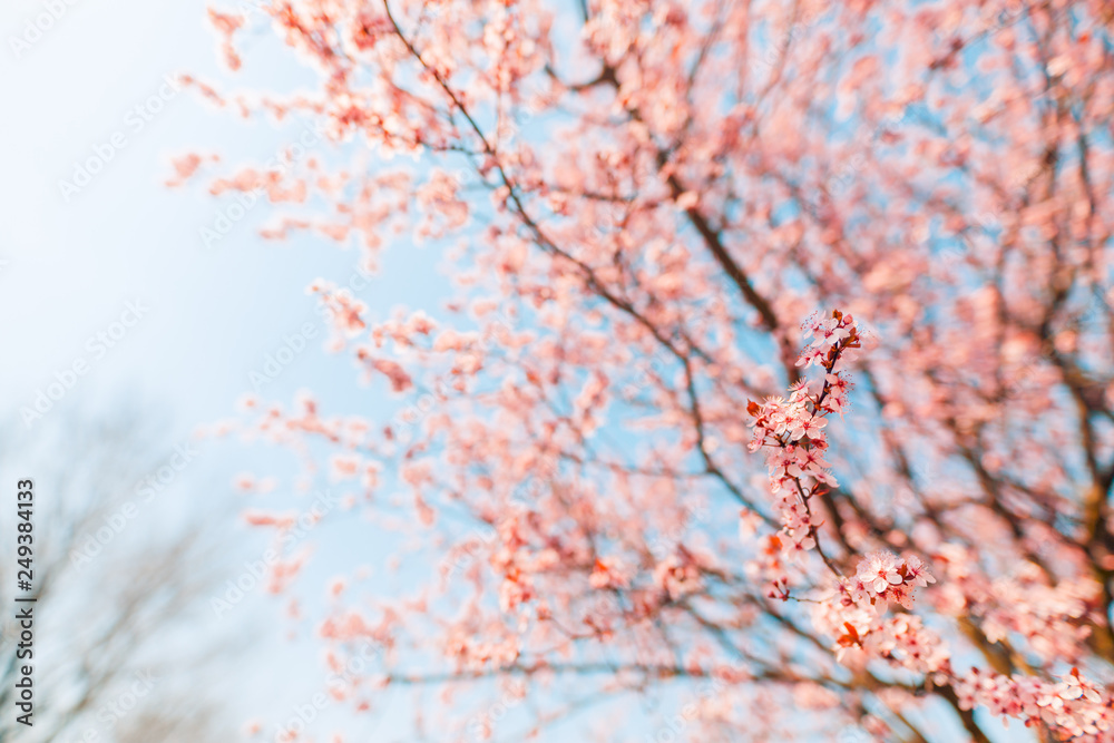 Flowering branches of cherry tree on a sunny day glow in rays of sun on nature. Spring blossom landscape. Spring flowers Flowering branches of cherry tree on a sunny day glow in rays of sun on nature. Spring blossom landscape. Spring flowers