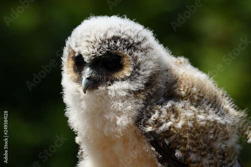 Baby brown wood owl (strix leptogrammica) photo