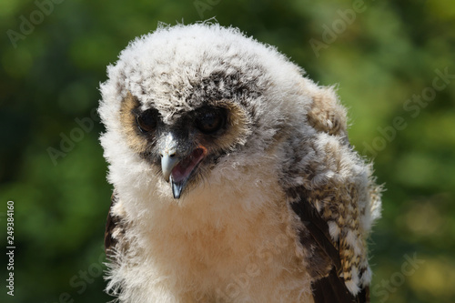 Baby brown wood owl (strix leptogrammica) photo