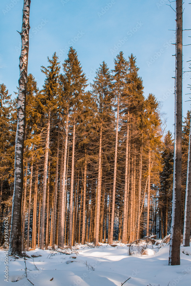 Fototapeta premium winter landscape in Harz Mountains National Park, Germany
