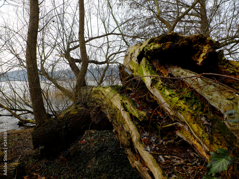 Obraz premium Fallen tree at the lake shore