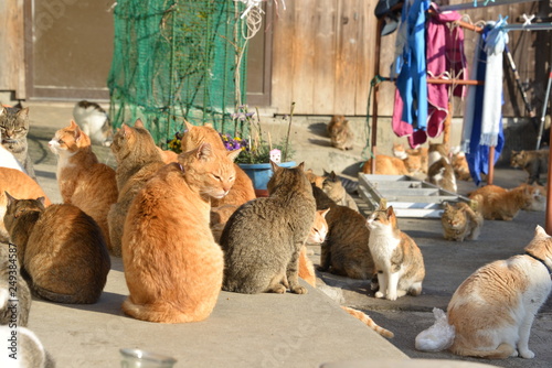 Cats of aosima in Ozu City, Ehime Prefecture, Japan © sido