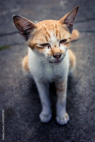 Poor street cat animal. Sad street homeless cat. © Jakub Janele
