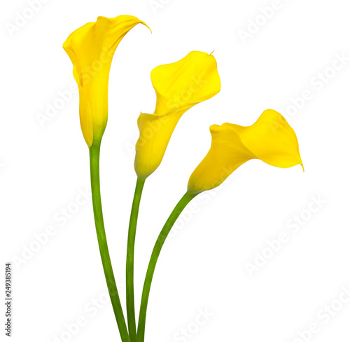 Stampa su tela Trio of yellow flowers