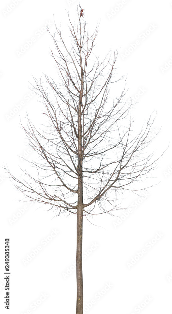 Obraz premium Tilia - Linde