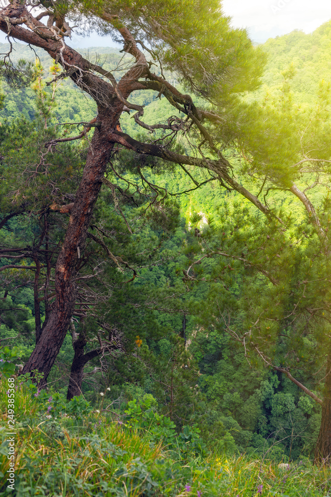 Fototapeta premium Pine with a curved trunk on a green mountain slope.