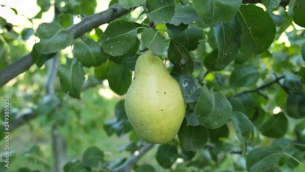 Pear grows in a garden on a tree in autumn