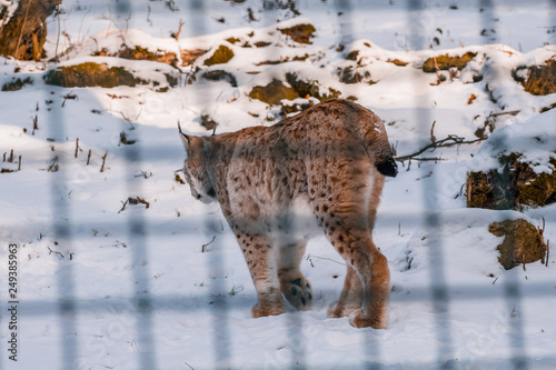 Photography lynx in snowy winter landscape, lynx enclosure near Rabenklippe, Bad Harzburg, G