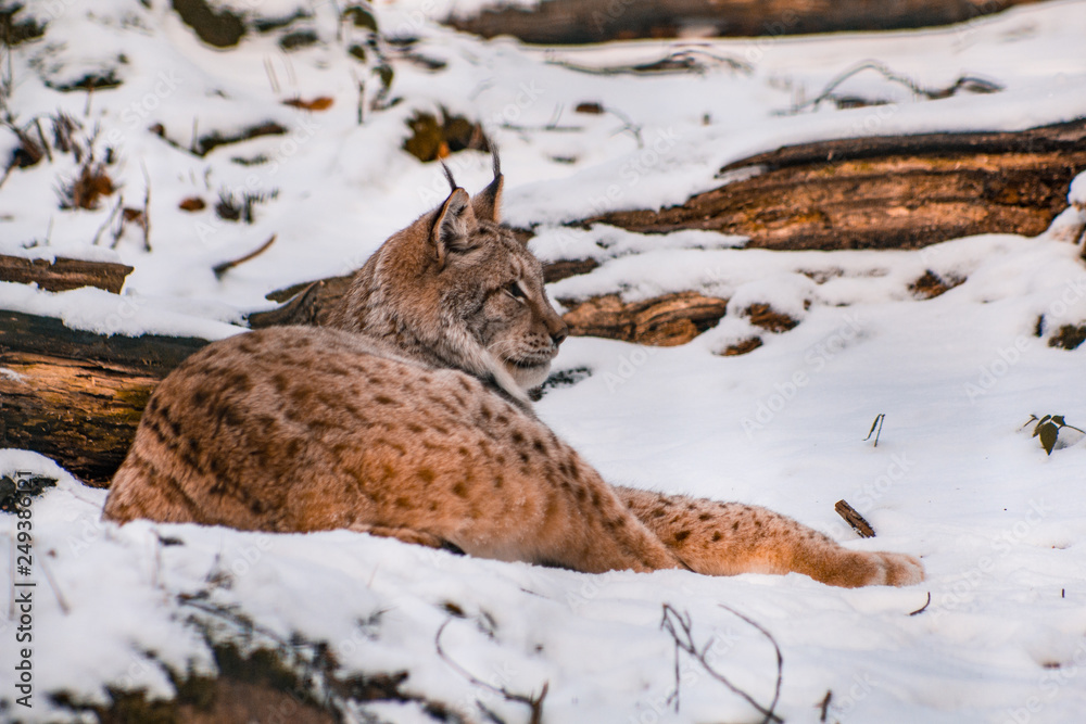 Obraz premium lynx in snowy winter landscape, lynx enclosure near Rabenklippe, Bad Harzburg, Germany