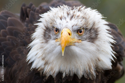 portrait of the eagle