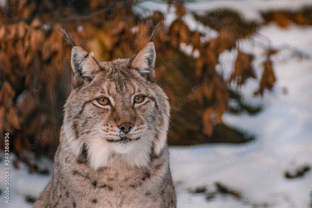 lynx in snowy winter landscape, lynx enclosure near Rabenklippe, Bad Harzburg, Germany lynx in snowy winter landscape, lynx enclosure near Rabenklippe, Bad Harzburg, Germany