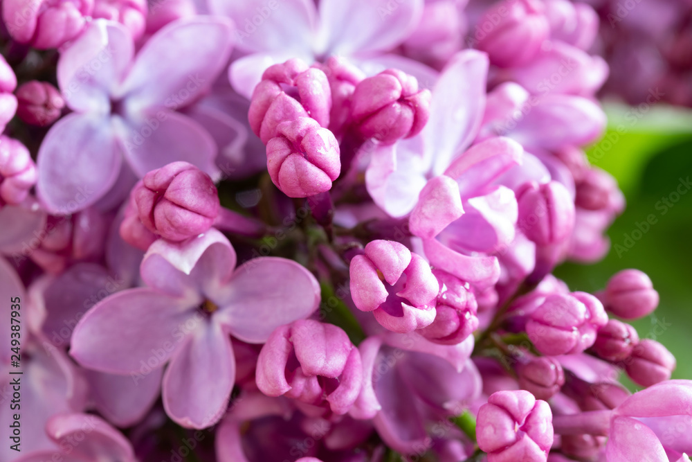 Obraz premium Closeup of blooming lilac flowers, selective focus