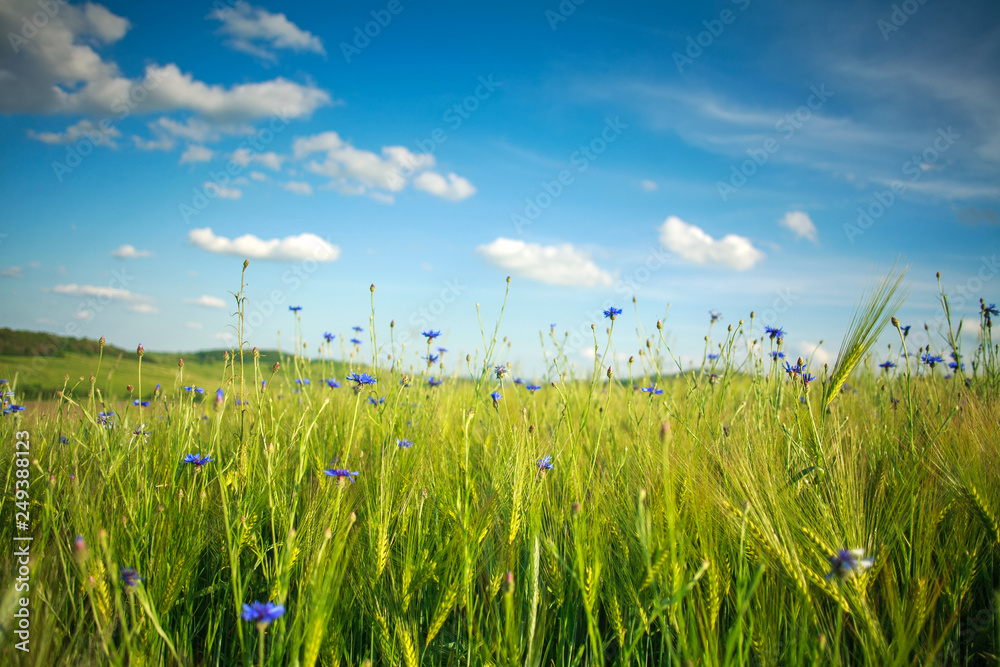 Obraz premium Green flowering meadow with spring flowers against the blue sky and white clouds