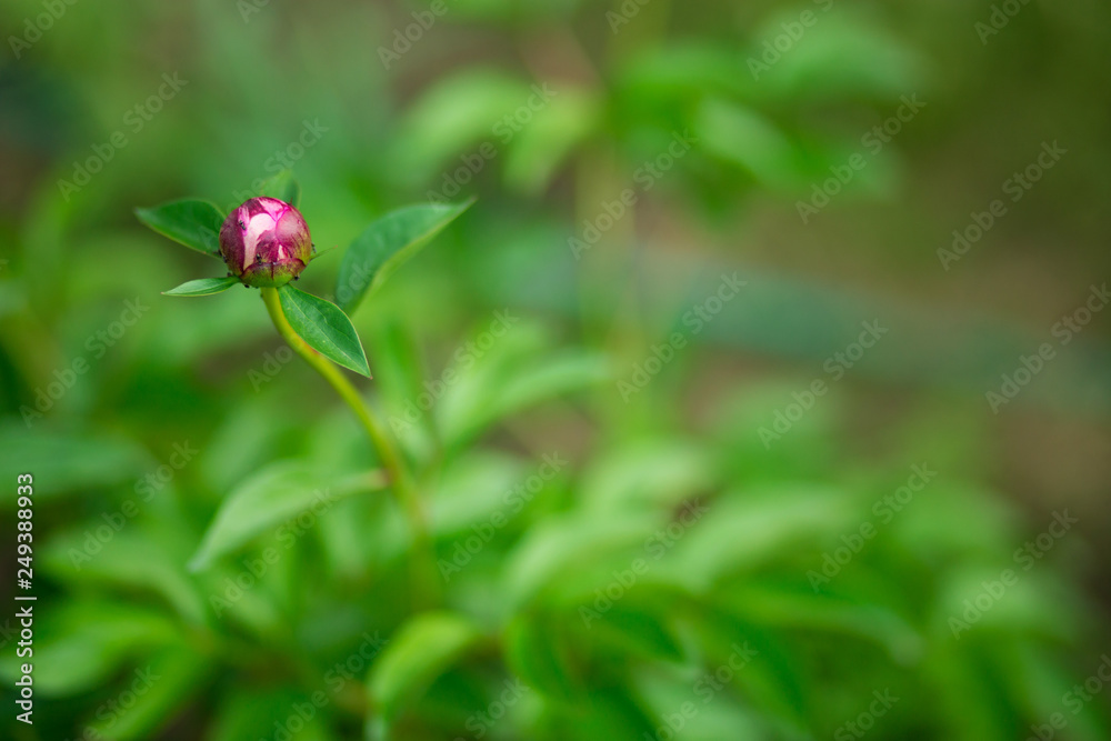 Pink peonies in garden. Blooming pink peony. Closeup of beautiful pink Peonie flower. Pink peonies in garden. Blooming pink peony. Closeup of beautiful pink Peonie flower.