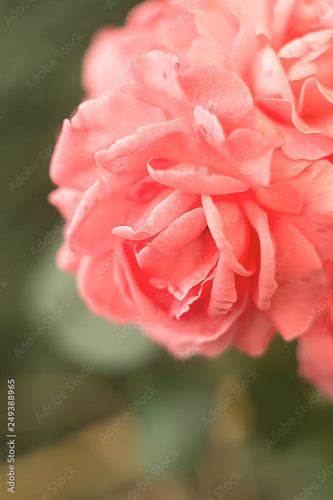 Beautiful bright fresh tea garden red rose close up on a green blurred background