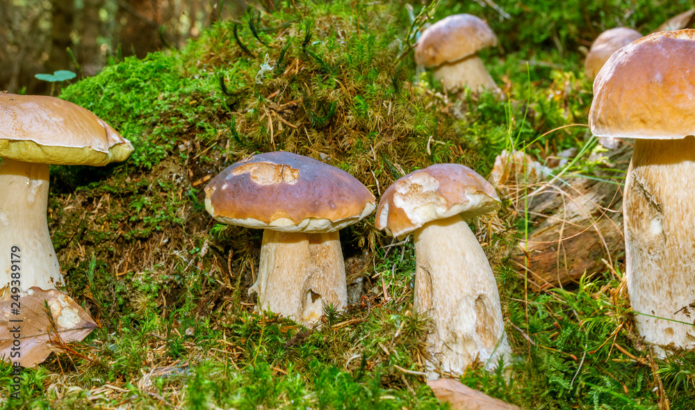 mushrooms - Boletus edulis in a forest close up mushrooms - Boletus edulis in a forest close up