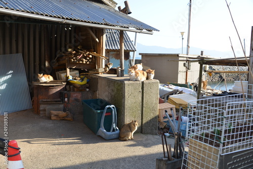Cats of aosima in Ozu City, Ehime Prefecture, Japan