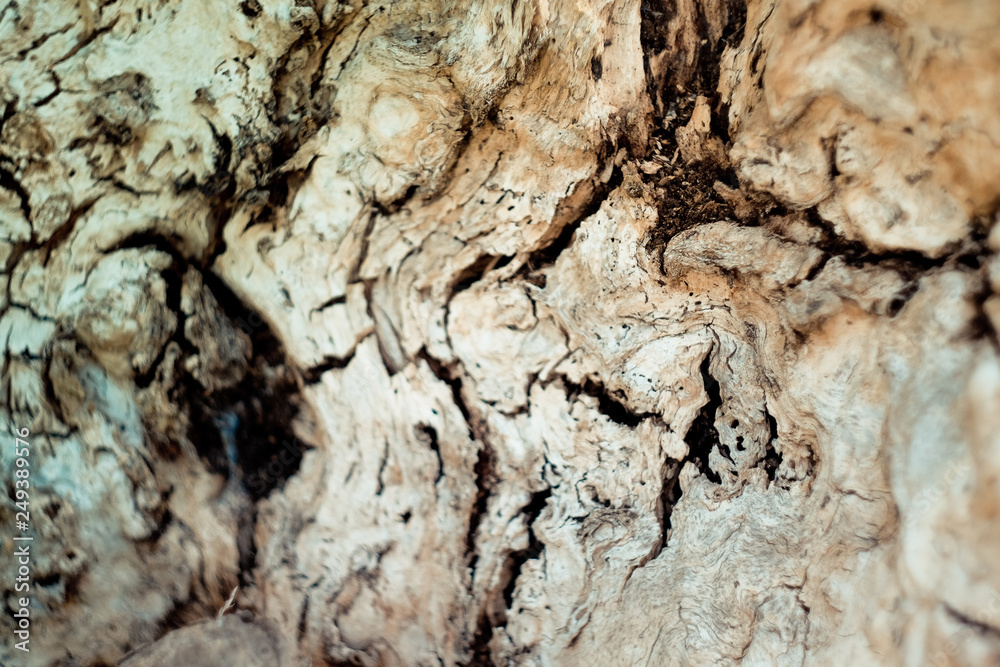 background wood natural centuries-old tree located in the Park, the colors in the spectrum of brown. textured pattern background wood natural centuries-old tree located in the Park, the colors in the spectrum of brown. textured pattern
