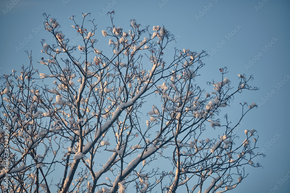 Branches in the snow against the sky in February Branches in the snow against the sky in February