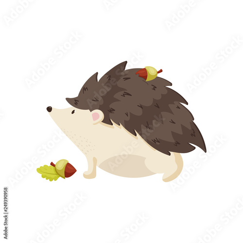 Cute hedgehog carries acorn on his back with needles. One acorn is under his paws on the ground. Close up side view