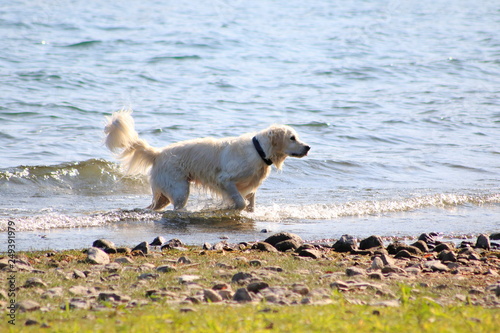 Golden Redriever Hund springt im Wasser, am Ufer vom See, umher und hat Spaß © HeiSpa