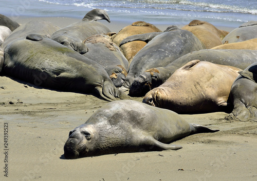 Elephant Seal