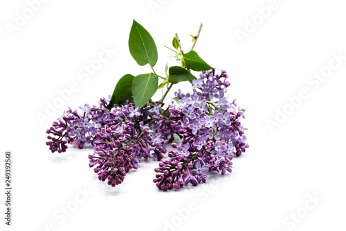 purple blooming lilac on branch isolated on white background