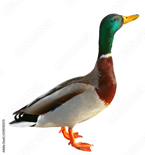 Mallard Duck with clipping path. Colourful wild duck drake isolated on white background