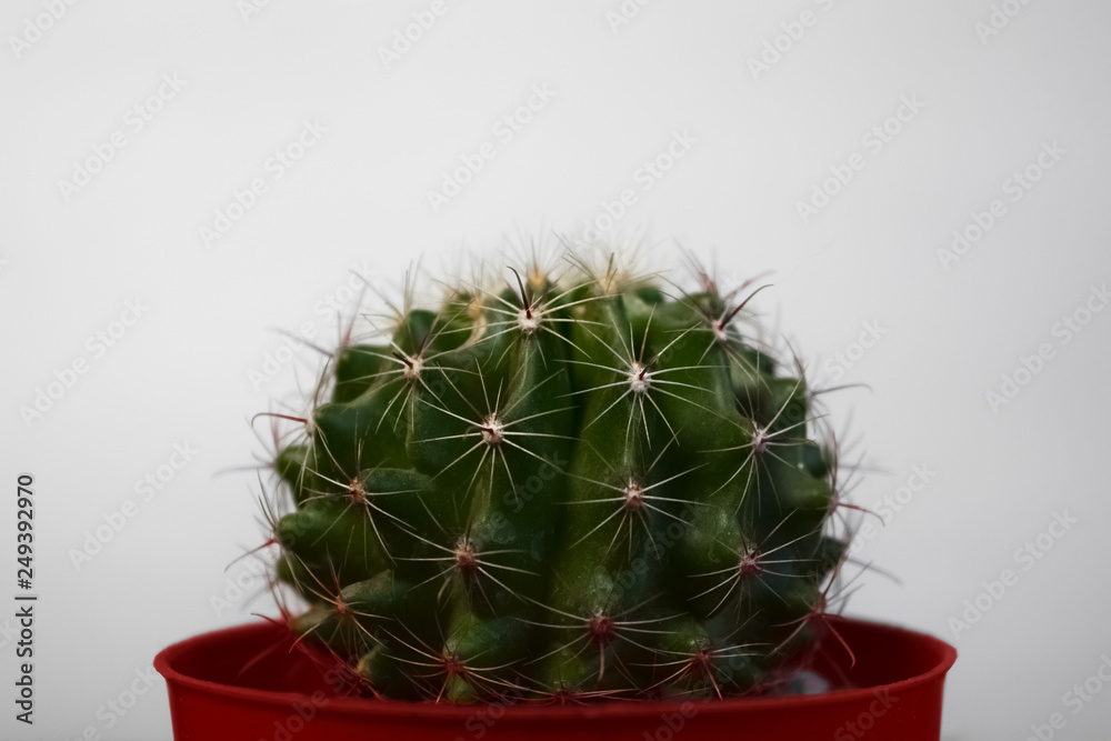 cactus in a red flower pot cactus in a red flower pot