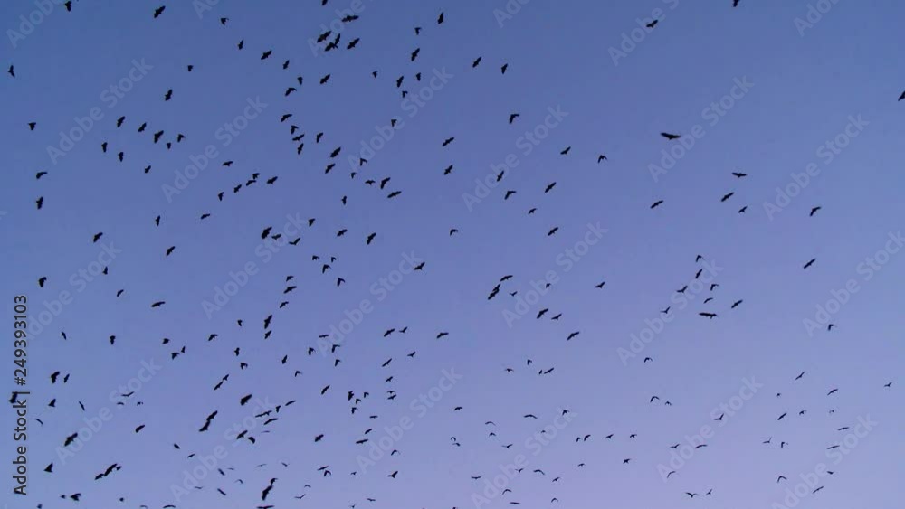 A flock of black birds, crows, flying in the blue sky. A flock of black birds, crows, flying in the blue sky.