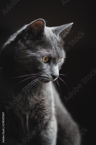 Side view on grey domestic cat isolated on black background.