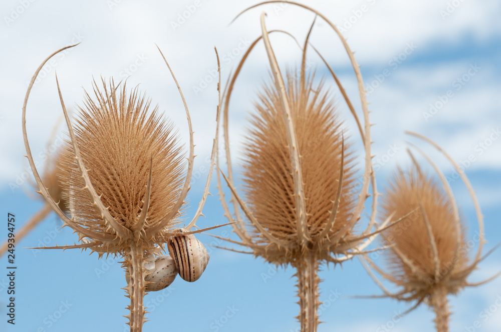 Fototapeta premium Dipsacus sativus wild dry