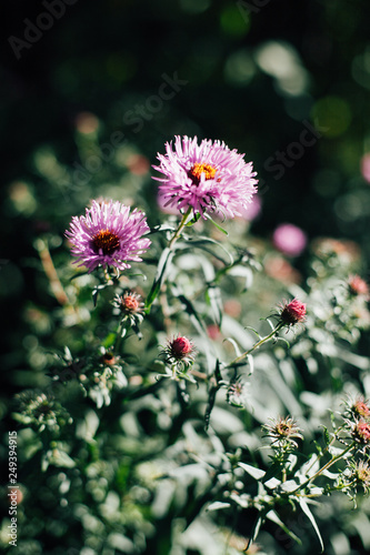 flower  nature  green  pink  purple  plant  garden  flowers  spring  flora  summer  thistle  bloom  macro  blossom  beauty  field  plants  meadow  floral  wild  close-up  closeup  grass  petals