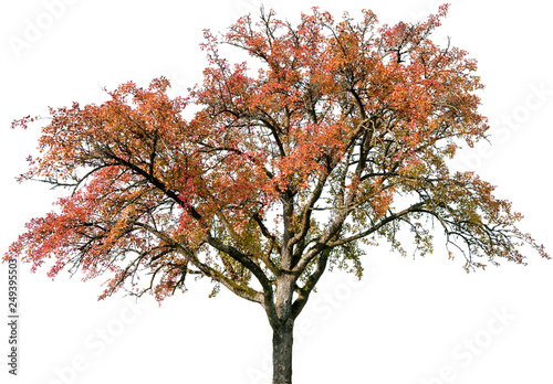 Crataegus laevigata - Zweigriffliger Weißdorn