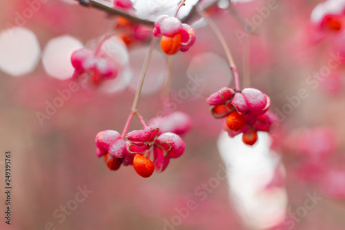 Deciduous shrub, pink flowers with orange seeds of euonymus europaeus or spindle. Celastraceae photo