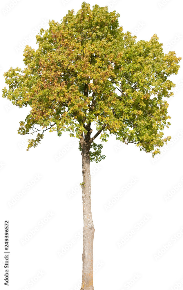 Fraxinus excelsior - Esche, Gemeine Esche, Gewöhnliche Esche Fraxinus excelsior - Esche, Gemeine Esche, Gewöhnliche Esche