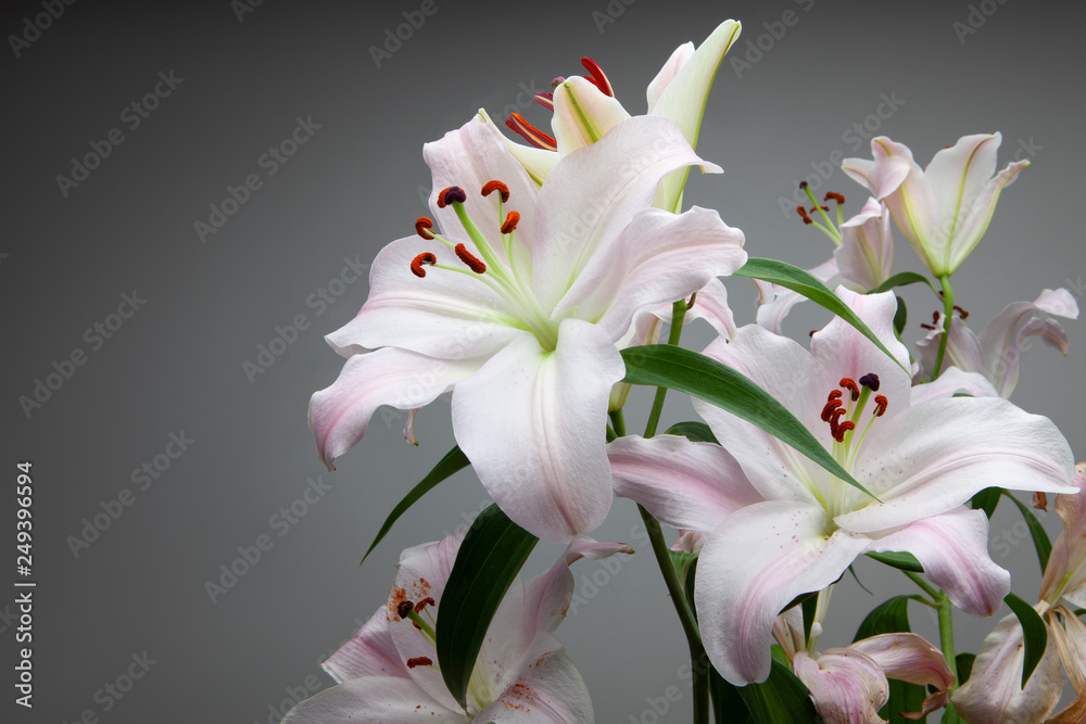 Obraz premium Fleur Printemps