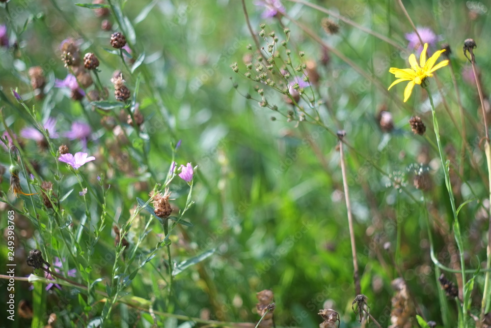 Rettet die Bienen, gegen Artensterben, jeder kann im Garten seine eigenen Beitrag leisten Rettet die Bienen, gegen Artensterben, jeder kann im Garten seine eigenen Beitrag leisten