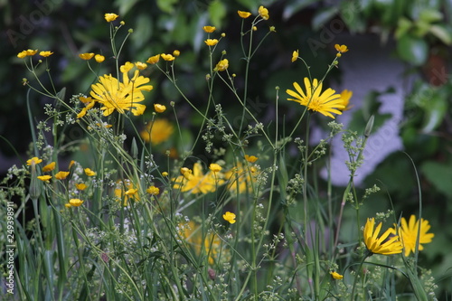 Rettet die Bienen, gegen Artensterben, jeder kann im Garten seine eigenen Beitrag leisten photo