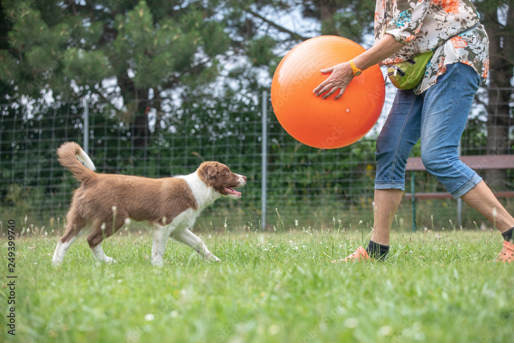 junger hund border collie welpe trainiert am hundeplatz mit dem treibball für den sport - obrazy, fototapety, plakaty 