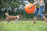 junger hund border collie welpe trainiert am hundeplatz mit dem treibball für den sport