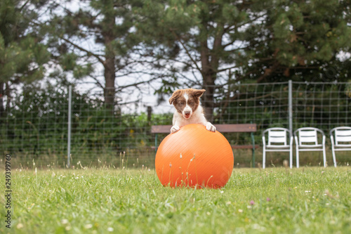 junger hund border collie welpe trainiert am hundeplatz mit dem treibball für den sport